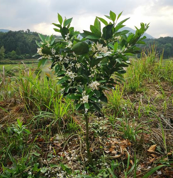 柑橘衰退病能治好吗