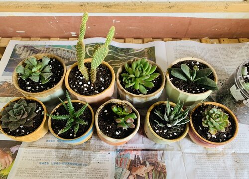 如何在核桃壳里栽种迷你多肉