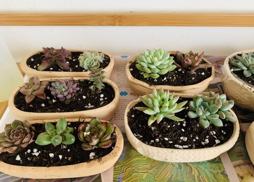 如何在核桃壳里栽种迷你多肉