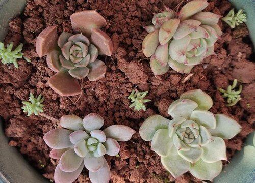 如何在核桃壳里栽种迷你多肉