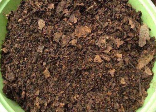 腐叶土如何养护花卉爆盆