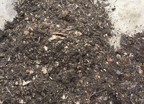 腐叶土如何养护花卉爆盆