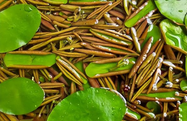 蔬菜食物中的水八仙是指哪八仙
