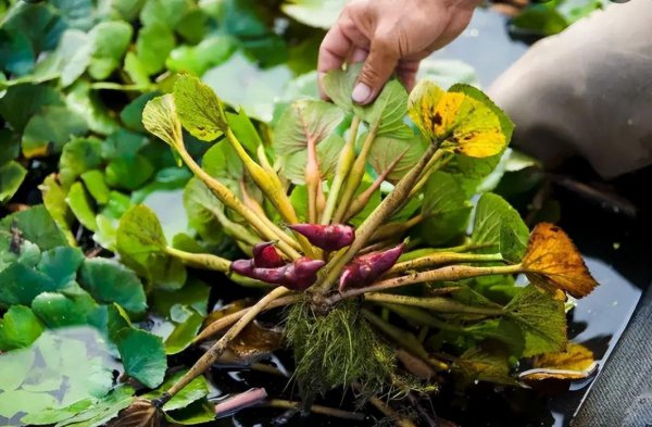 蔬菜食物中的水八仙是指哪八仙