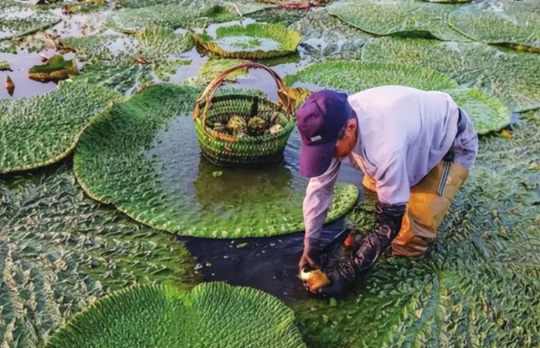 蔬菜食物中的水八仙是指哪八仙