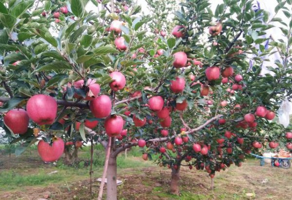 果树刮皮应注意哪些问题