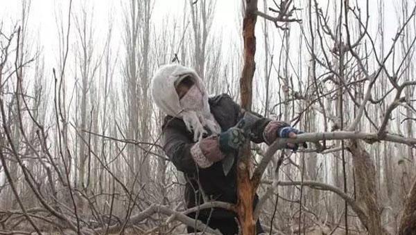 果树刮皮应注意哪些问题