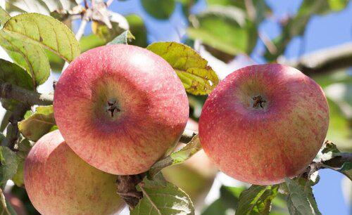 果树刮皮应注意哪些问题