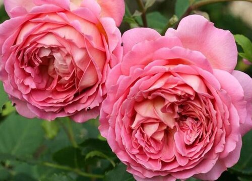 银禧庆典月季是藤本还是灌木