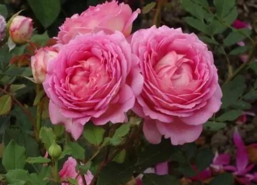 银禧庆典月季是藤本还是灌木