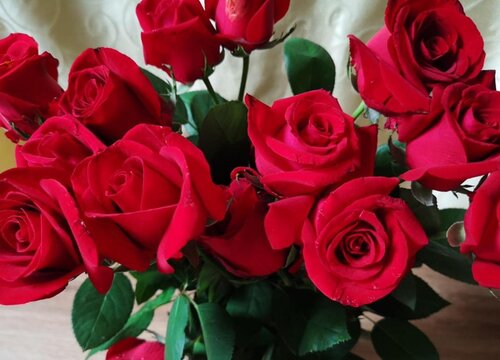 22朵玫瑰花代表什么意思