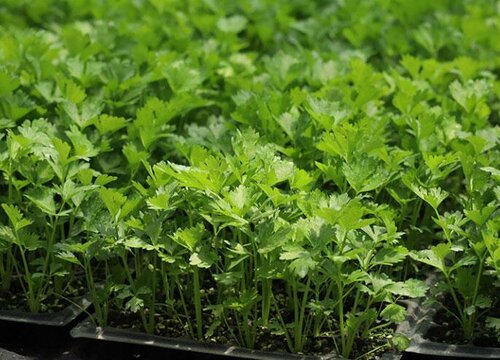 生长期短的秋季蔬菜