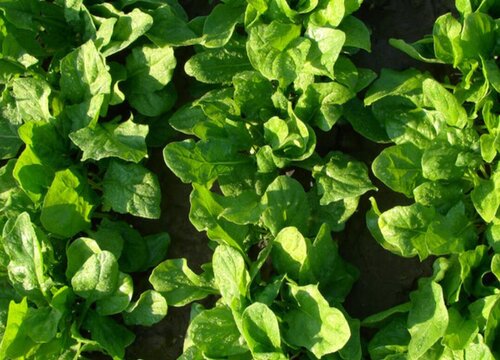 生长期短的秋季蔬菜