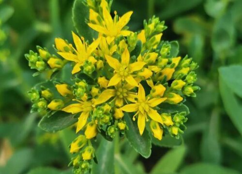 盆栽三七怎么养