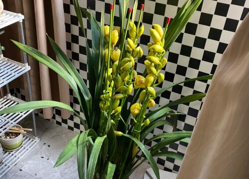 新手养护兰花都有哪些禁忌