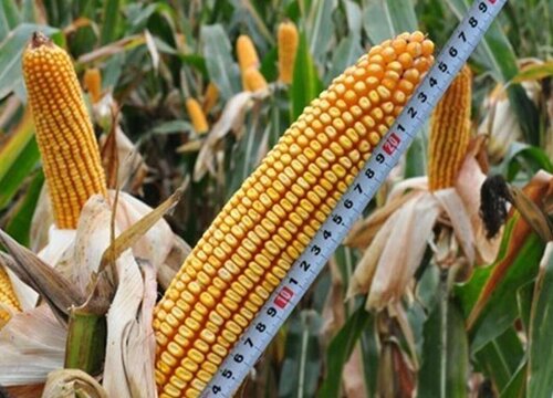 中国十大名牌玉米种子