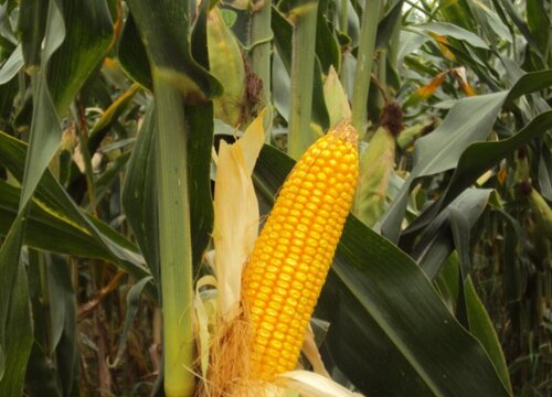 中国十大名牌玉米种子