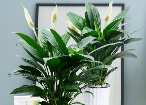 一帆风顺不宜放哪里