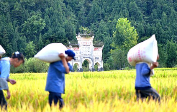 一般水稻亩产多少斤