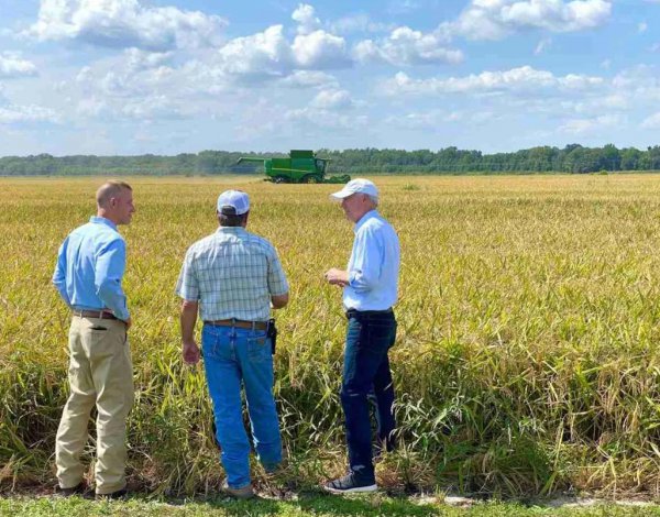 一般水稻亩产多少斤