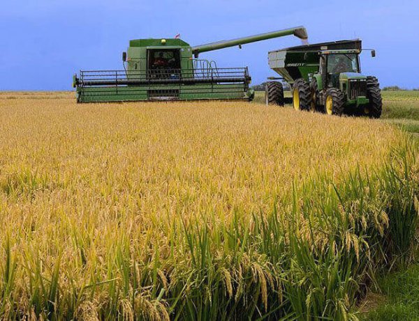 一般水稻亩产多少斤