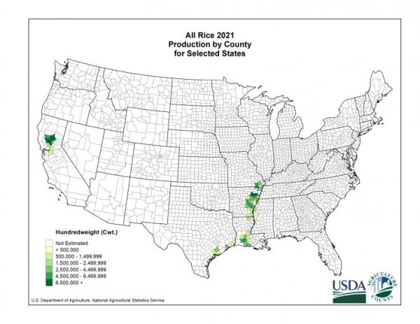 一般水稻亩产多少斤