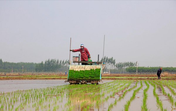 一般水稻亩产多少斤