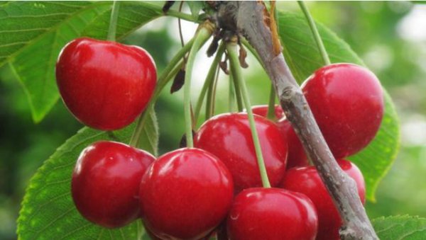 黄蜜大樱桃特点与种植方法