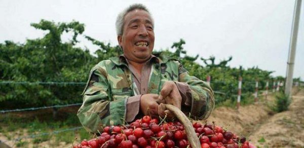 黄蜜大樱桃特点与种植方法