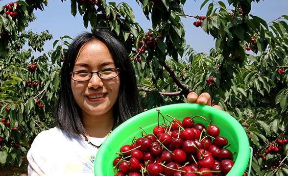 黄蜜大樱桃特点与种植方法