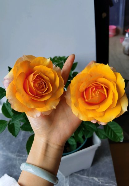 艾帕索阳台月季优缺点