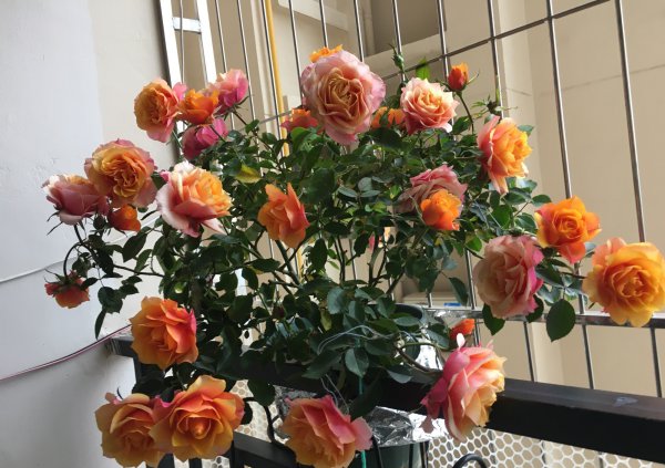 艾帕索阳台月季优缺点