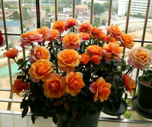 艾帕索阳台月季优缺点