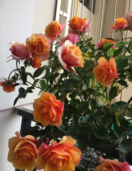 艾帕索阳台月季优缺点