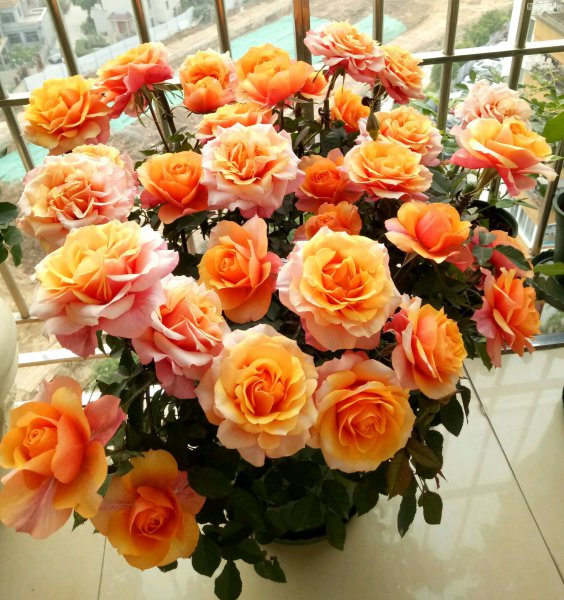 艾帕索阳台月季优缺点