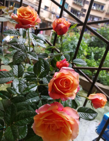 艾帕索阳台月季优缺点