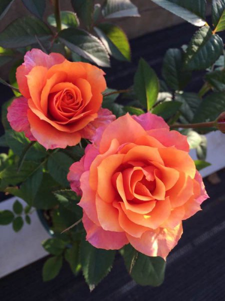 艾帕索阳台月季优缺点