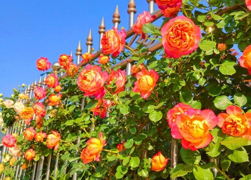 月季开花期要怎么养护