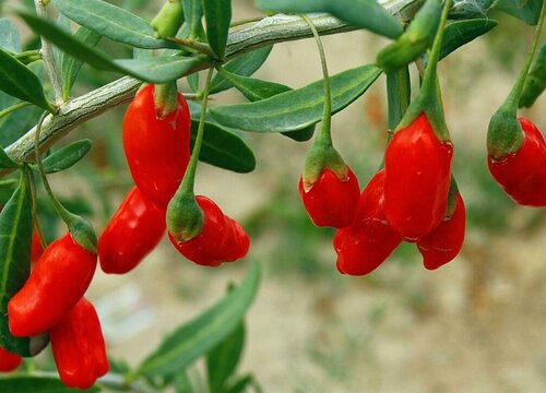 枸杞树有什么作用