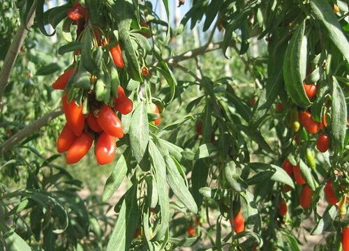 枸杞树有什么作用