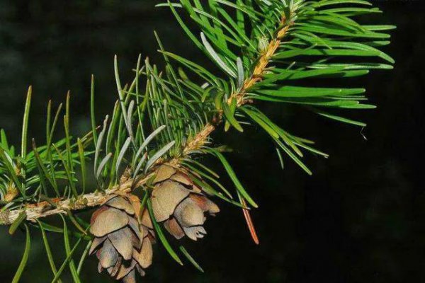 我国珍稀植物有哪些