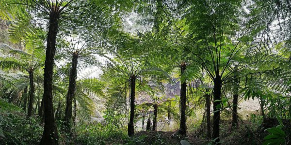 我国珍稀植物有哪些