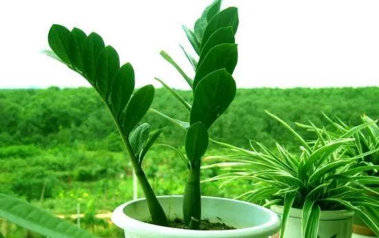 我国珍稀植物有哪些