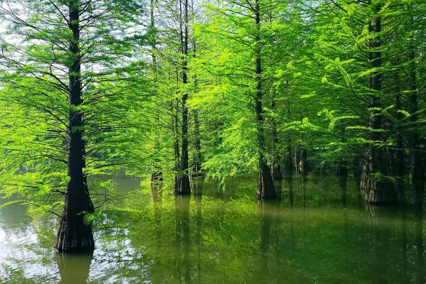 我国珍稀植物有哪些
