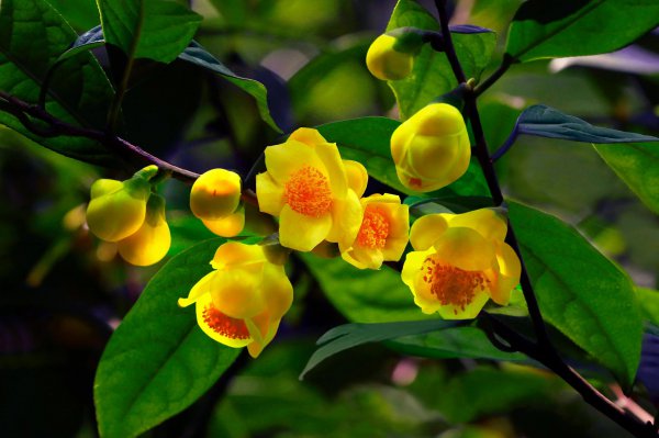 我国珍稀植物有哪些