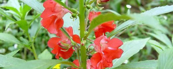 凤仙花的茎泡酒的制作过程