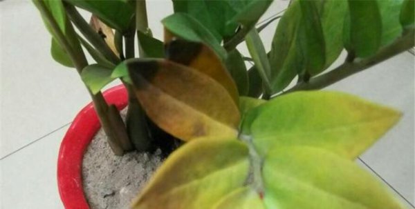 金钱树黄叶烂根是怎么回事