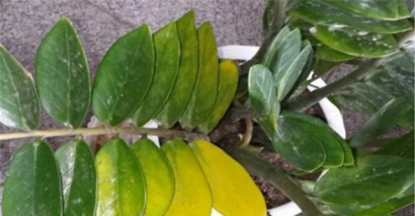 金钱树黄叶烂根是怎么回事