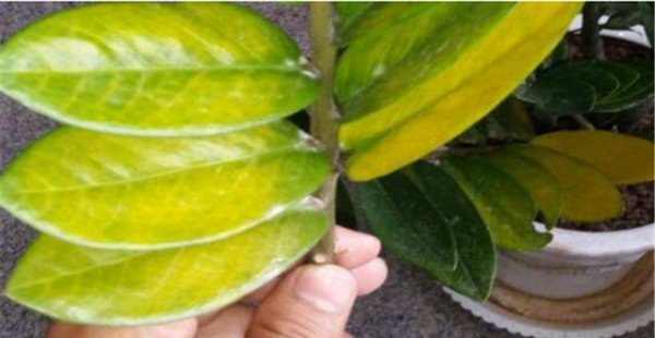 金钱树黄叶烂根是怎么回事