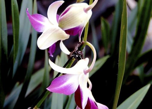 墨兰什么时候开花